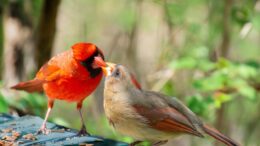 The significations of the cardinal birds